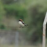 29.07.2017 - Muzyczne Podróże Przez Świat - Korfu - Dzierzba rudogłowa / Jarosław Sułek