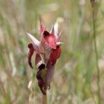 29.07.2017 - Muzyczne Podróże Przez Świat - Korfu - Dziki storczyk - serapias / Jarosław Sułek