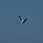 29.07.2017 - Muzyczne Podróże Przez Świat - Korfu - Młody flaming / Jarosław Sułek