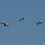 29.07.2017 - Muzyczne Podróże Przez Świat - Korfu - Szablodzioby / Jarosław Sułek