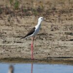 29.07.2017 - Muzyczne Podróże Przez Świat - Korfu - Szczudłak / Jarosław Sułek