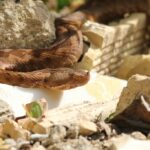 29.07.2017 - Muzyczne Podróże Przez Świat - Korfu - Żmija nosoroga / Jarosław Sułek