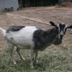 Gospodarstwo Agroturystyczne "Wieża na Górce" (05.07.2017) / Krzysztof Bujnowicz / Radio Kielce