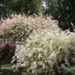 13.07.2017 Letni Raport Dnia. Margo w Raszkowie / Krzysztof Bujnowicz / Radio Kielce