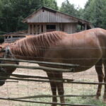 Gospodarstwo Agroturystyczne "Wieża na Górce" (05.07.2017) / Krzysztof Bujnowicz / Radio Kielce