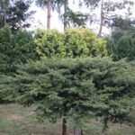 13.07.2017 Letni Raport Dnia. Margo w Raszkowie / Krzysztof Bujnowicz / Radio Kielce