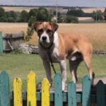 13.07.2017 Letni Raport Dnia. Margo w Raszkowie / Krzysztof Bujnowicz / Radio Kielce