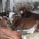 13.07.2017 Letni Raport Dnia. Margo w Raszkowie / Krzysztof Bujnowicz / Radio Kielce