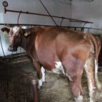 13.07.2017 Letni Raport Dnia. Margo w Raszkowie / Krzysztof Bujnowicz / Radio Kielce