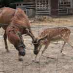 Gospodarstwo Agroturystyczne "Wieża na Górce" (05.07.2017) / Krzysztof Bujnowicz / Radio Kielce