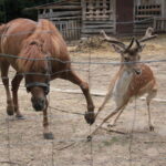 Gospodarstwo Agroturystyczne "Wieża na Górce" (05.07.2017) / Krzysztof Bujnowicz / Radio Kielce