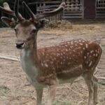 Gospodarstwo Agroturystyczne "Wieża na Górce" (05.07.2017) / Krzysztof Bujnowicz / Radio Kielce