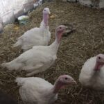 13.07.2017 Letni Raport Dnia. Margo w Raszkowie / Krzysztof Bujnowicz / Radio Kielce