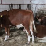 13.07.2017 Letni Raport Dnia. Margo w Raszkowie / Krzysztof Bujnowicz / Radio Kielce