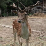 Gospodarstwo Agroturystyczne "Wieża na Górce" (05.07.2017) / Krzysztof Bujnowicz / Radio Kielce