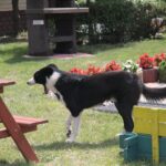 13.07.2017 Letni Raport Dnia. Margo w Raszkowie / Krzysztof Bujnowicz / Radio Kielce