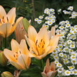 Gospodarstwo Agroturystyczne "Kapkazy" / Krzysztof Bujnowicz / Radio Kielce