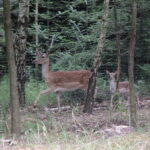 Gospodarstwo Agroturystyczne "Wieża na Górce" (05.07.2017) / Krzysztof Bujnowicz / Radio Kielce