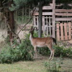 Gospodarstwo Agroturystyczne "Wieża na Górce" (05.07.2017) / Krzysztof Bujnowicz / Radio Kielce