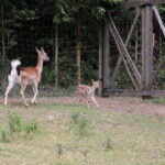 Gospodarstwo Agroturystyczne "Wieża na Górce" (05.07.2017) / Krzysztof Bujnowicz / Radio Kielce