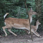 Gospodarstwo Agroturystyczne "Wieża na Górce" (05.07.2017) / Krzysztof Bujnowicz / Radio Kielce