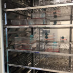 Kielce. Szpital Kielecki rozpoczął pozyskiwanie komórek macierzystych z mleka kobiecego (25.07.2017) / Iwona Murawska / Radio Kielce