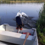 Gmina Łączna, zalew Jaśle. Strażacy ze Skarżyska udzielili pomocy łabędziowi, który zaplątał się w żyłkę wędkarską / Paweł Sieczka / KP PSP Skarżysko-Kamienna