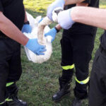 Gmina Łączna, zalew Jaśle. Strażacy ze Skarżyska udzielili pomocy łabędziowi, który zaplątał się w żyłkę wędkarską / Paweł Sieczka / KP PSP Skarżysko-Kamienna