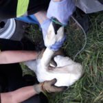 Gmina Łączna, zalew Jaśle. Strażacy ze Skarżyska udzielili pomocy łabędziowi, który zaplątał się w żyłkę wędkarską / Paweł Sieczka / KP PSP Skarżysko-Kamienna