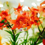 08.07.2017 Kielce. Wystawa lilii w KCK / Jarosław Kubalski / Radio Kielce