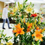 08.07.2017 Kielce. Wystawa lilii w KCK / Jarosław Kubalski / Radio Kielce