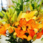 08.07.2017 Kielce. Wystawa lilii w KCK / Jarosław Kubalski / Radio Kielce