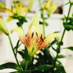 08.07.2017 Kielce. Wystawa lilii w KCK / Jarosław Kubalski / Radio Kielce