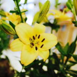 08.07.2017 Kielce. Wystawa lilii w KCK / Jarosław Kubalski / Radio Kielce