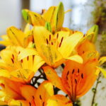 08.07.2017 Kielce. Wystawa lilii w KCK / Jarosław Kubalski / Radio Kielce