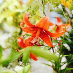 08.07.2017 Kielce. Wystawa lilii w KCK / Jarosław Kubalski / Radio Kielce