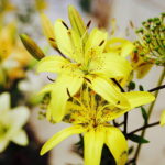 08.07.2017 Kielce. Wystawa lilii w KCK / Jarosław Kubalski / Radio Kielce