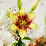 08.07.2017 Kielce. Wystawa lilii w KCK / Jarosław Kubalski / Radio Kielce