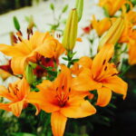 08.07.2017 Kielce. Wystawa lilii w KCK / Jarosław Kubalski / Radio Kielce