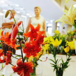 08.07.2017 Kielce. Wystawa lilii w KCK / Jarosław Kubalski / Radio Kielce