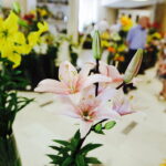 08.07.2017 Kielce. Wystawa lilii w KCK / Jarosław Kubalski / Radio Kielce