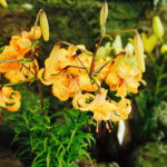 08.07.2017 Kielce. Wystawa lilii w KCK / Jarosław Kubalski / Radio Kielce