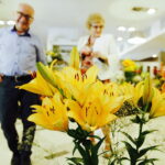 08.07.2017 Kielce. Wystawa lilii w KCK / Jarosław Kubalski / Radio Kielce