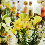 08.07.2017 Kielce. Wystawa lilii w KCK / Jarosław Kubalski / Radio Kielce