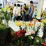 08.07.2017 Kielce. Wystawa lilii w KCK / Jarosław Kubalski / Radio Kielce