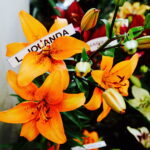 08.07.2017 Kielce. Wystawa lilii w KCK / Jarosław Kubalski / Radio Kielce