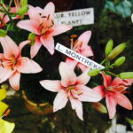 08.07.2017 Kielce. Wystawa lilii w KCK / Jarosław Kubalski / Radio Kielce