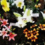 08.07.2017 Kielce. Wystawa lilii w KCK / Jarosław Kubalski / Radio Kielce