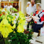 08.07.2017 Kielce. Wystawa lilii w KCK / Jarosław Kubalski / Radio Kielce