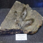 13.07.2017 Miedzianka. Wystawa "Tropami  świętokrzyskich dinozaurów". / Jarosław Kubalski / Radio Kielce